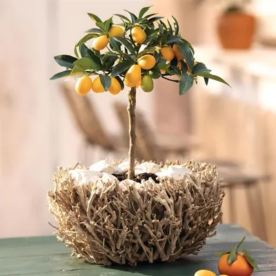 Produktbild von Pflanzschale "Verzweigt" aus Zweigen, rund, Ø 34 cm, Pflanztopf, Blumenkübel, Übertopf, Blumentopf, Blumenschale