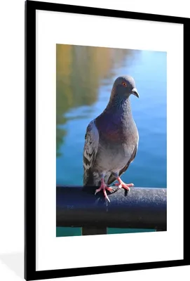 Produktbild von MuchoWow® Gerahmtes Poster Eine schöne Taube an einem schönen Fluss 60x90 cm - Poster mit Schwarzem Bilderrahmen Wandposter Rahmen Foto Bilder - Dekoration - Wandposter Wohnzimmer - Hochwertig