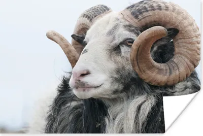 Produktbild von MuchoWow® Poster Schafe - Horn - Tiere 30x20 cm - Plakate - Print