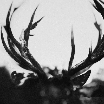 Immagine prodotto di Ihsahn - Ihsahn (2 LP)