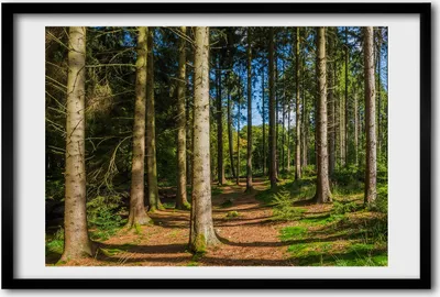 Produktbild von Bild 60x40 MDF-Rahmen, Wandkunst Panorama Wald