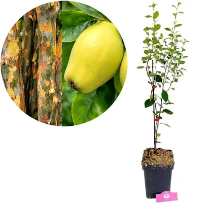 Image de Quenouille chinoise (Pseudocydonia sinensis), hauteur 80 cm, pot de 5 litres