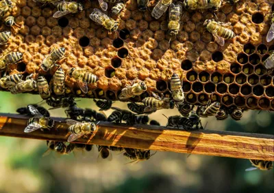 Produktbild von hansepuzzle 18988 - Bienen Puzzle, 260 Teile, Tierwelt, 41,0 x 28,0cm mit hochwertiger Aufbewahrung, Kartonbox und wiederverschließbarem Beutel