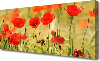 Produktbild von Tulup Leinwand-Bilder 125x50 Wandbild Canvas Kunstdruck Mohnblumen Natur