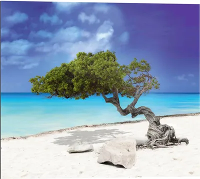 Produktbild von Wandbild - Blau - Beige - Grün - 40 x 50 cm - Tropical Tree