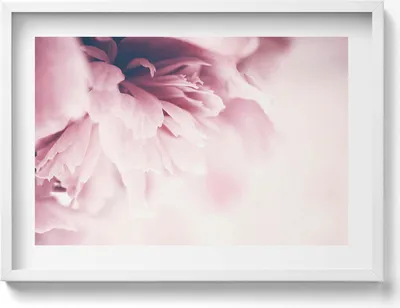Produktbild von Nahaufnahme von Pfingstrosenblättern– Wandbild mit Rahmen – Gerahmtes Bild  – Wanddekoration – 70x50 cm –  Weiß Rahmen