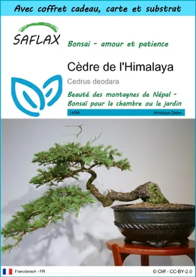 Image de SAFLAX Ensemble-cadeau - Cèdre de l'Himalaya - 35 graines - Cedrus