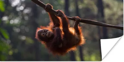Produktbild von MuchoWow® Poster Junger Orang-Utan hängt an einem Ast 120x60 cm - Bild