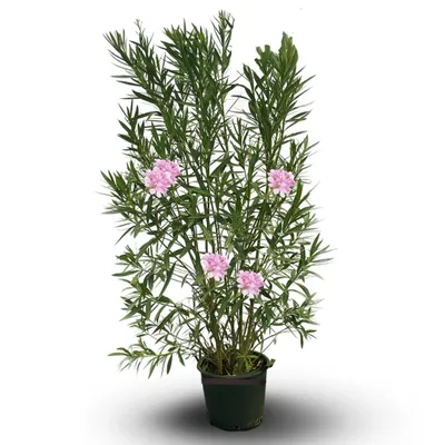 Image de Laurier rose - nerium oleander - ↕ 170-190 cm - ⌀ 30 cm - plante d'extérieur - fleur rose