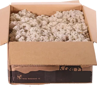 Produktbild von artplants.de Echtes Isländisches Moos SVEINBJÖRN, braun, 2,7kg, ca. 0,4 m2 - Deko Moos