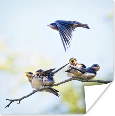 Produktbild von MuchoWow® Poster Eine Rauchschwalbe fliegt zu ihren Jungen 75x75 cm - Wand Dekoration