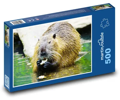 Zdjęcie produktu dla martinpuzzle - Puzzle 500 elementów - Nutrie