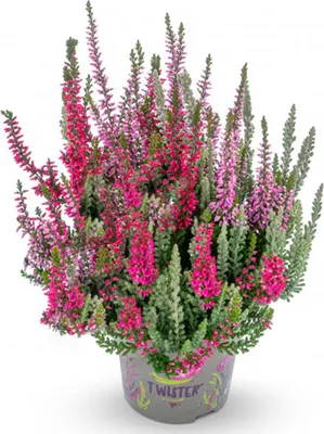 Produktbild von BALDUR Garten 1x Calluna Knospenheide 'Fluffy® Twister®', Calluna vulgaris, Pflanze im 15 cm-Topf, winterhart, mehrjährig, immergrün, widerstandsfähig, pflegeleicht, Sommerheide, Besenheide