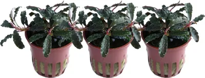Produktbild von Aquarium Pflanze 3 Stück Bucephalandra Kedagang Wasserpflanze Tropica Nr.139B Set