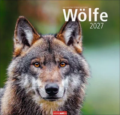 Produktbild von Wandkalender 2027: Wölfe – Beeindruckende Naturfotografie im Großformat 48 x 46 cm