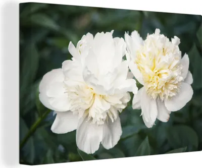 Obrázek produktu pro OneMillionCanvasses® - Obrazy na plátně - 140x90 cm, Bílé pivoňky v květu, nástěnný tisk Nástěnná dekorace - fotografie na plátně - malba na dřevěném rámu