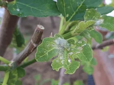 Obrázek produktu pro BIOCONT LABORATORY, spol. s r.o. Dravý roztoč proti sviluškám (100 ks) do skleníku - Phytoseiulus persimilis plus