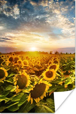 Produktbild von MuchoWow® Poster Blumen - Sonnenblume - Himmel 60x90 cm - Wanddekoration