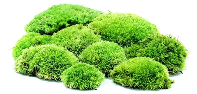 Obrázek produktu pro Gardners Mech kopečkový čerstvý - rozměr 12x18 cm