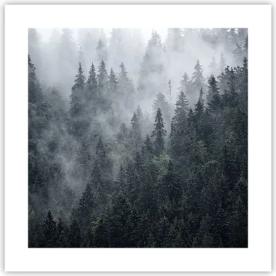 Produktbild von Poster - Poster ohne Rahmen - Wald Baum Natur - 40x40 cm - Wand Bild - Wanddeko - Wandbilder - Kunstposter - Wandposter - Bilder - Kunstdruck - Wanddekoration - Wandbild - P2XAC40x40-4074