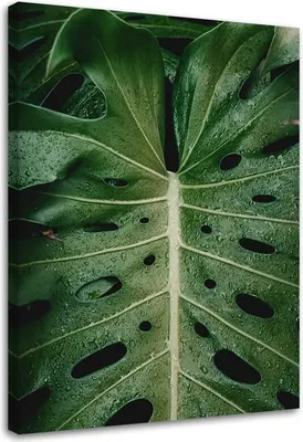 Produktbild von Leinwandbild tropische monstera 70x100 cm Feeby grün wandbild bereit zum aufhängen