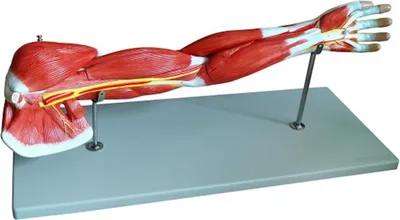 Produktbild von Muskelarm Anatomie Modell lebensgroß 7 teilig Arm Muskulatur auf Stativ