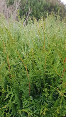 Image de Thuja plicata 'Atrovirens' / Thuya pour Haie (≈125cm)