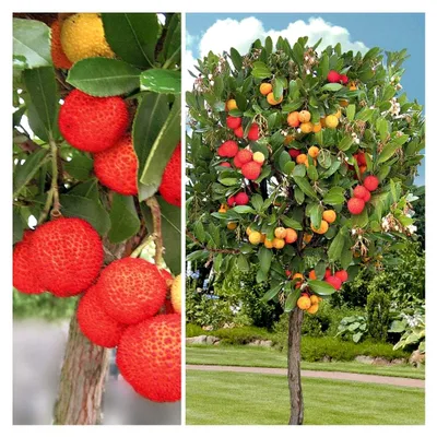 Produktbild von Arbutus unedo (Erdbeerbaum) 15 Samen