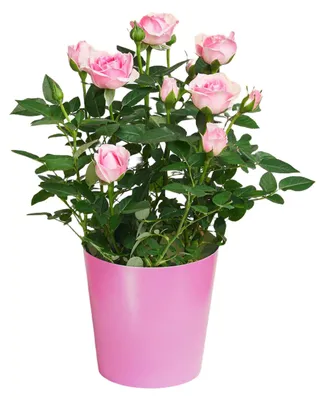 Produktbild von Blumenstrauß Zarte Schönheit | Geschenk - frische Blumen | Blumenversand von BLOOMY DAYS