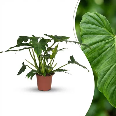 Image de Green boutiQ - Plante d'intérieur - Philodendron - Philodendron Lacerum - Vert - Peu d'entretien - 1 plante - Pot de 19 cm - Hauteur 65 cm