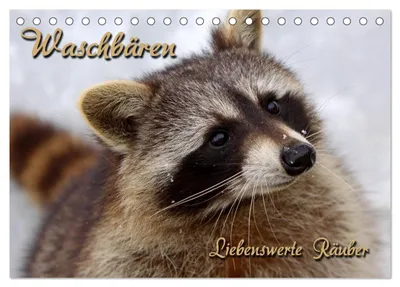 Produktbild von Waschbären (Tischkalender 2027 DIN A5 quer), CALVENDO Monatskalender