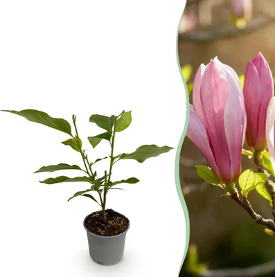 Produktbild von Magnolia Ricki - Blume Rot - Laubabwerfend - Pflegeleicht - 30cm - Ø12cm - Gartenpflanze