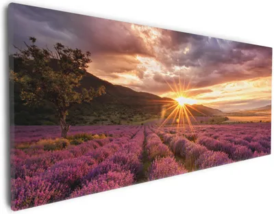 Produktbild von Wallario Premium Leinwandbild Lavendelfeld bei Sonnenuntergang - Sonnenstrahlen in Größe 30 x 75 cm
