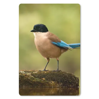Produktbild von MuchoWow® Mauspad Mousepad Elster - Vogel - Moos 18x27 cm - Mousepads - Maus Mat - Pad - Mausunterlage