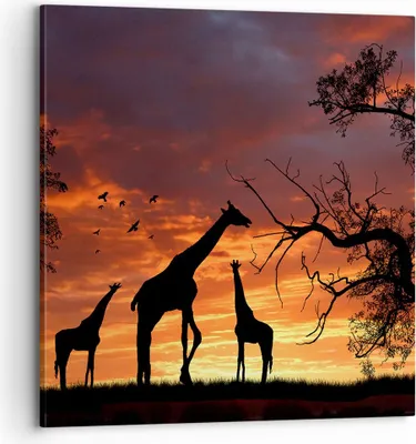Produktbild von Bild auf Leinwand - Leinwandbild - Giraffe Afrika Sonne Safari - 70x70cm - Wand Bild - Wanddeko - Leinwanddruck - Bilder - Kunstdruck - Wanddekoration - Leinwand bilder - Wandkunst - AC70x70-0507