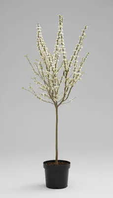 Produktbild von Cercis chinensis ‘Shirobana’ – Chinesischer Judasbaum Hochstamm/Stämmchen - Gesamthöhe 130–140 cm | 80 cm Stammhöhe | Weiße Blüte