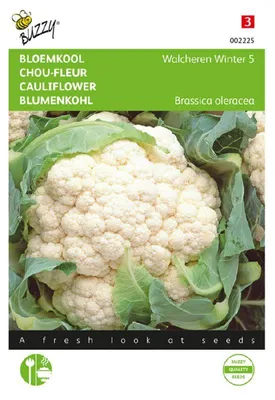Produktbild von Buzzy Winterblumenkohl Walcheren Winter 5