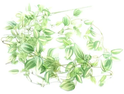 Produktbild von GASPER Tradescantienranke Grün & Weiß 102 cm - Kunstpflanzen