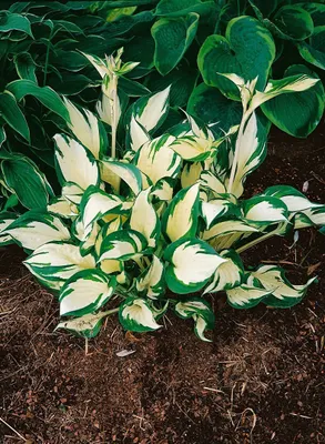 A variegated Hosta plant with green and white leaves, planted in brown soil.
