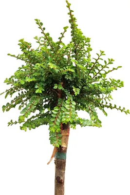 Image de Orme de Chine 'Ulmus parvifolia Seiju' haute tige 80 - 100 cm