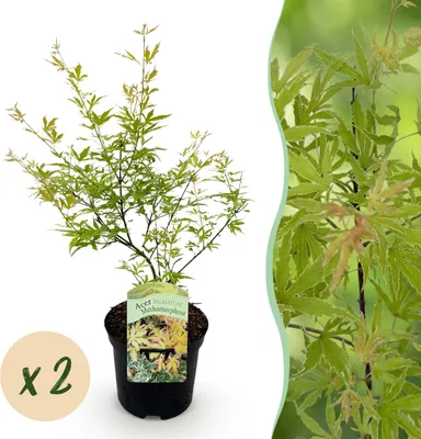 Image de Plante de terrasse - Erable Japonais - Acer palmatum Methamorphosa - Vert - 2 Plantes - Feuilles caduques - 60-70cm - Ø25cm - Plante de jardin