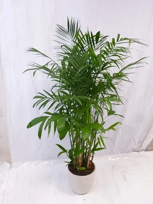 Produktbild von [Palmenlager] XL Chamaedorea Seifrizii 170 cm/Topf 27 cm Ø/Bambuspalme / seltene Zimmerpalme