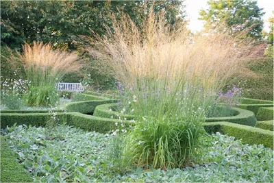 Produktbild von Stauden Gänge 10 x Molinia arundinacea 'Transparent' im 1 Liter Topf - Riesen Pfeifengras - Ein Spiel aus Licht und Bewegung - Winterhart