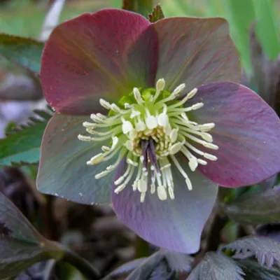 Produktbild von 6 x Nieskruid - Helleborus purpurascens  | Topf 9cm x 9cm