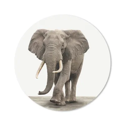 Produktbild von MuchoWow® Mauspad Mousepad Tiere - Elefant - Grau 40x40 cm - Mousepads - Maus Mat - Pad - Mausunterlage - Schreibtisch Accessoires