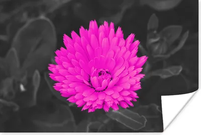 Produktbild von MuchoWow® Poster Blumen - Aquarell - Rosa 120x80 cm - Bilder
