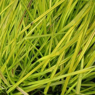 Immagine prodotto di 6 piante di Carex elata 'Aurea' (giunchillo dorato) | Vaso da 9x9 cm