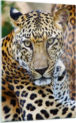 Produktbild von Bilder auf glas - Einteilig - Leopardpanther Katze Tier Savanne - 70x100cm - Glasbilder - Wandbilder - Bilder - Wanddekoration aus Glas - Glas Bilder - Wandbild auf Glas - GPA70x100-0402