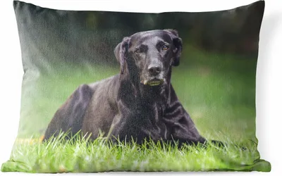 Produktbild von MuchoWow® Outdoor Kissen - Ein schwarzer Labrador im Gras - 60x40 cm - Wetterfest - Lounge Kissen - Zierkissen - Kissen für Innenräume