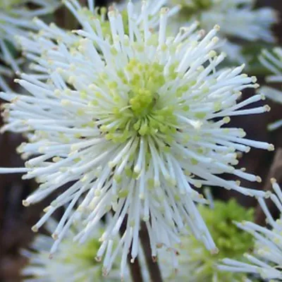 Immagine prodotto di Fothergilla major (arbusto a cespuglio con grandi fiori a spiga) | 30-40 cm in vaso